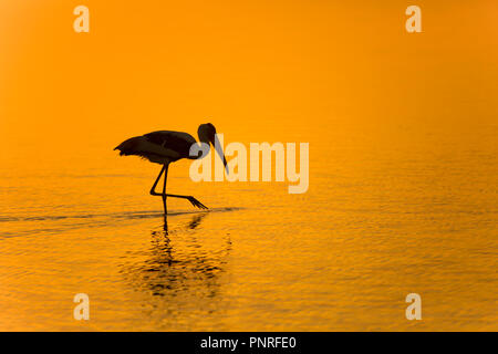 Im goldenen Licht Stockfoto