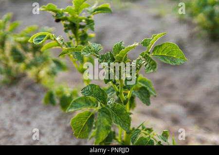 Junge Kartoffel auf den Boden bedecken. Anlage close-up. Die Pflänzchen der junge Kartoffel Pflanzen sprießen aus dem Lehm im Frühjahr. Stockfoto