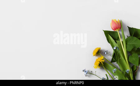 Komposition mit Löwenzahn, Vergißmeinnicht Blumen und eine Tulpe auf Licht-grau Papier, Hintergrund für Karten, Einladungen, mit Kopie Raum Stockfoto