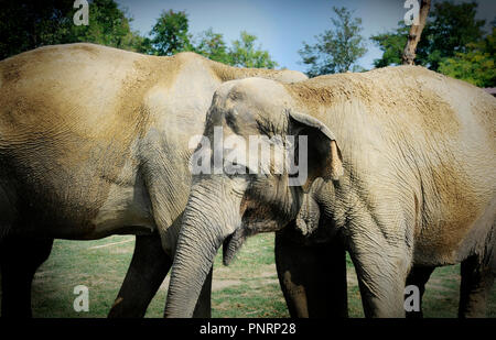 Zwei Sri Lankan wilde Elefanten Partner liebevoll in eine Rasenfläche. Stockfoto