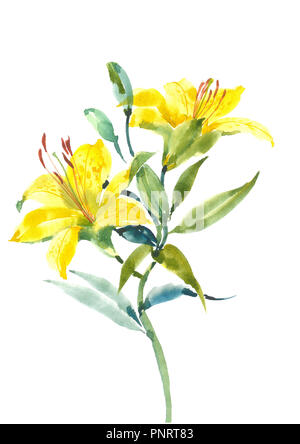 Blühende Lilie. Ein Zweig der eine gelbe Lilie mit Knospen. Aquarell Hintergrund. Stockfoto