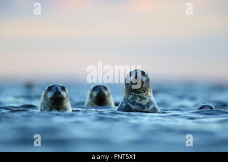 Die Kegelrobbe (Halichoerus grypus) in Ostsee, Europa Stockfoto