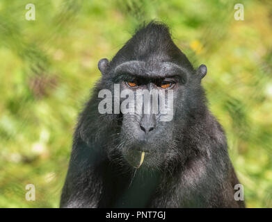 Random Fotografien von Tieren in Gefangenschaft meist in Paignton Zoo, Devon erfasst. Vor allem der Gorillas und Vögel. Stockfoto