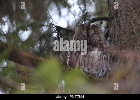 Ruhe Waldkauz (Strix aluco), Europa Stockfoto