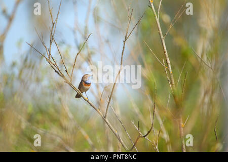 Erwachsene männliche Blaukehlchen (Luscinia svecica) im Frühjahr. Europa Stockfoto