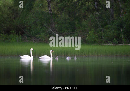 Höckerschwan (Cygnus olor) Familie ein Erwachsener und mehrere Cygnets schwimmen im Wasser im späten Frühjahr Stockfoto