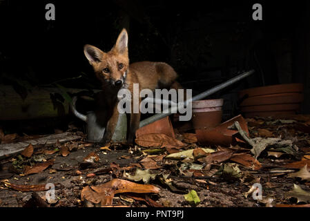 Der Rotfuchs Vulpes vulpes in städtischen Garten Tunbridge Wells, Kent Stockfoto