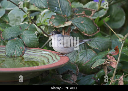 Eurasischen Mönchsgrasmücke Sylvia atricapilla Trinken an Garten Vogelbad Norfolk Stockfoto