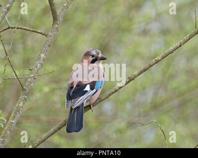 Eurasischen Eichelhäher Garrulus glandarius Titchwell Norfolk kann Stockfoto