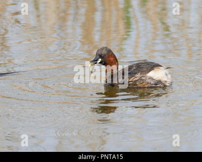 Zwergtaucher Tachybaptus ruficollis mit Barsch North Norfolk kann Stockfoto