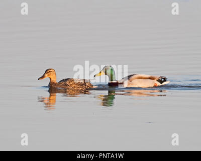 Stockente Anas platyrhynchos Paar Norfolk kann Stockfoto