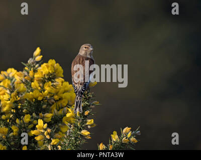 Gemeinsame Hänfling Linaria cannabina weiblichen North Norfolk Feder Stockfoto