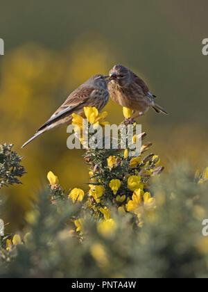 Gemeinsame Hänfling Linaria cannabina männlichen Fütterung Weibchen in der Nähe von Nest - Umwerbung stillen North Norfolk Feder Stockfoto