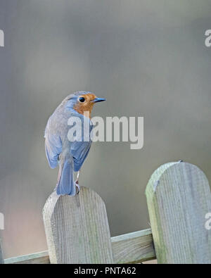 Robin Eithacus Rubecula am Gartenzaun Norfolk kann Stockfoto