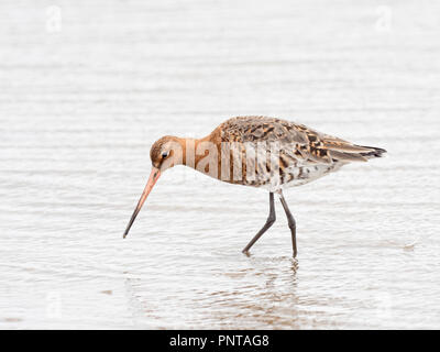 Uferschnepfe Limosa limosa in der Zucht Gefieder North Norfolk kann Stockfoto