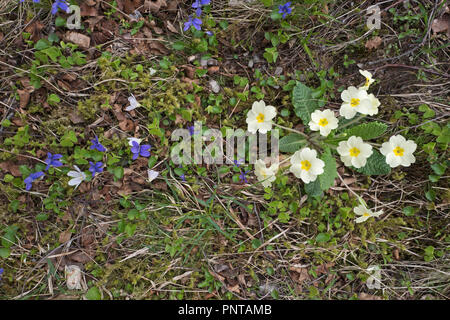 Primeln und Veilchen wachsen an den Ufern der Bergbach Caithness Schottland Frühling Stockfoto