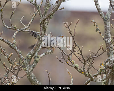 Gemeinsame Kuckuck Cuculus canorus männliche Berufung Peak District kann Stockfoto