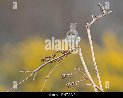 Fitis Phylloscopus trochilus Forsinaird RSPB Reservat im Norden Schottland Mai Stockfoto