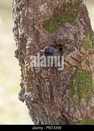 Common Starling Sturnus vulgarus aus Nest in hohlen Sutherland Schottland Mai Stockfoto