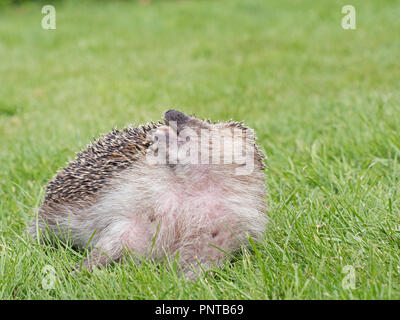 Europäische Igel Erinaceus europaeus wittern die Luft an Rescue Center in Garten Norfolk Stockfoto