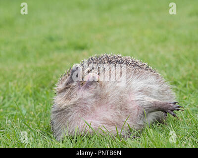 Europäische Igel Erinaceus europaeus wittern die Luft an Rescue Center in Garten Norfolk Stockfoto