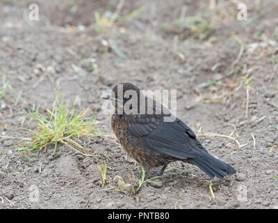 Amsel Turdus merula jungen Holt Norfolk Feder Stockfoto