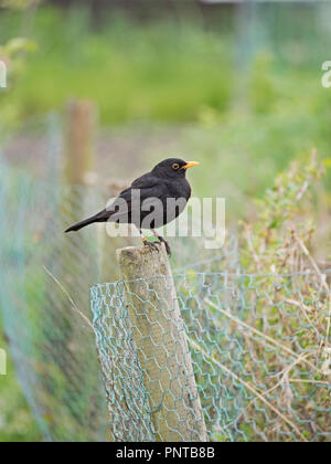 Amsel Turdus merula männlich Farbe Beringt als Teil einer langfristigen Studie Holt Norfolk Feder Stockfoto