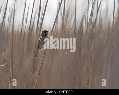 Reed Warbler Acrocephalus scirpaceus in Song im schilfrohr North Norfolk Feder Stockfoto