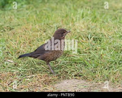 Amsel Turdus merula jungen Holt Norfolk Feder Stockfoto