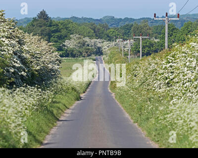 Country Lane in der Nähe von Ringstead in North Norfolk im frühen Frühjahr Stockfoto
