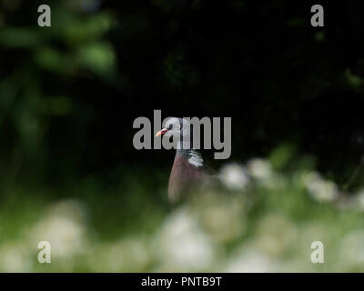 Gemeinsame Ringeltaube Columba palumbus North Norfolk Sommer Stockfoto