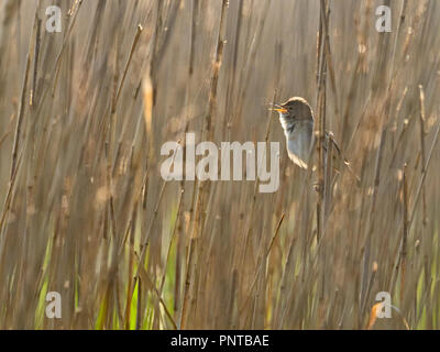 Reed Warbler Acrocephalus scirpaceus in Song im schilfrohr North Norfolk Feder Stockfoto