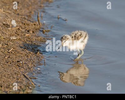 Pied Säbelschnäbler Recurvirostra avosetta Küken North Norfolk kann Stockfoto