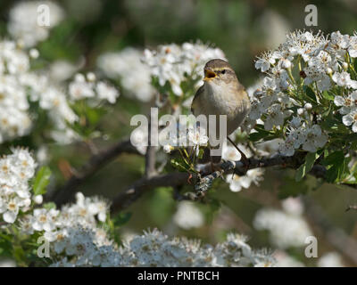 Fitis Phylloscopus trochilus in Song im Frühjahr North Norfolk Stockfoto