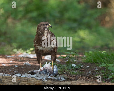 Mäusebussard Buteo buteo Fütterung auf Holz Pigeon North Norfolk kann Stockfoto