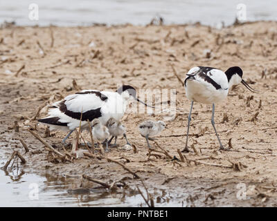 Pied Säbelschnäbler Recurvirostra avosetta Paar mit Tag alten Familie von vier Küken North Norfolk kann Stockfoto