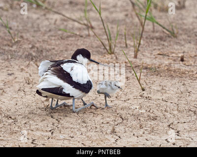 Pied Säbelschnäbler Recurvirostra avosetta brüten zwei Tage alten Küken North Norfolk kann Stockfoto