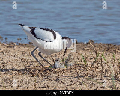 Pied Säbelschnäbler Recurvirostra avosetta Elternteil in einem Nest mit neuen geboren Küken North Norfolk kann Stockfoto