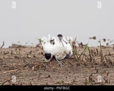 Pied Säbelschnäbler Recurvirostra avosetta North Norfolk kann Stockfoto