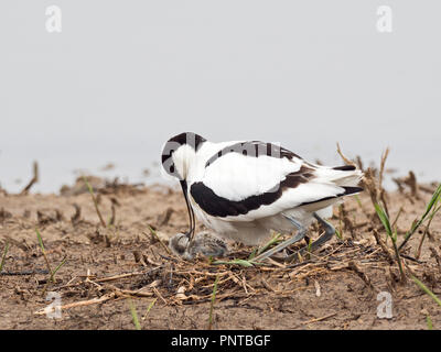 Pied Säbelschnäbler Recurvirostra avosetta Elternteil in einem Nest mit neuen geboren Küken North Norfolk kann Stockfoto