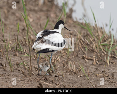 Pied Säbelschnäbler Recurvirostra avosetta brüten zwei Tage alten Küken North Norfolk kann Stockfoto