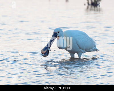 Löffler. Platalea leucorodia mit Fisch Cley Norfolk kann Stockfoto