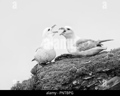 Northern Eissturmvögel Fulmarus glacialis Sumburgh Head Shetrland Juni Stockfoto