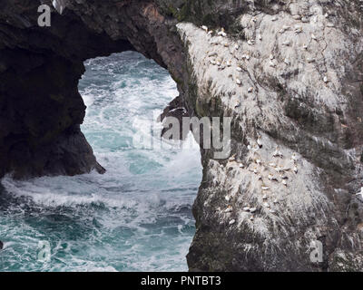 Northern Gannet Morus bassanu Kolonie auf Hermaness, Unst, Shetland Juni Stockfoto