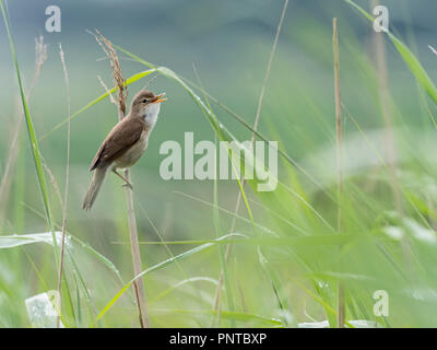 Reed Warbler Acrocephalus scirpaceus in Song im schilfrohr North Norfolk Feder Stockfoto