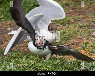 Puffin Fratercula arctica mit einem beakful der Fische durch Schwarze beraubt - vorangegangen Möwen, wie es zur Kolonie auf den Inneren Farne, Farne Islands gibt noch Stockfoto