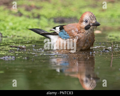 Eurasischen Eichelhäher Garrulus glandarius nach Baden in Woodland pool North Norfolk Sommer Stockfoto