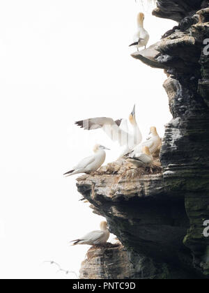 Basstölpel Morus bassanus Kolonie Shetland Juni Stockfoto