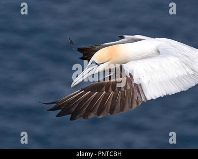 Northern Gannet Morus bassanus im Flug in der Brutkolonie auf Hermaness, Unst, Shetland Juni Stockfoto