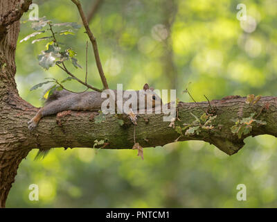 Graue Eichhörnchen Sciurus carolinensi ausgestreckt an sehr heißen Tagen in Wäldern in earlysummer, Norfolk Stockfoto